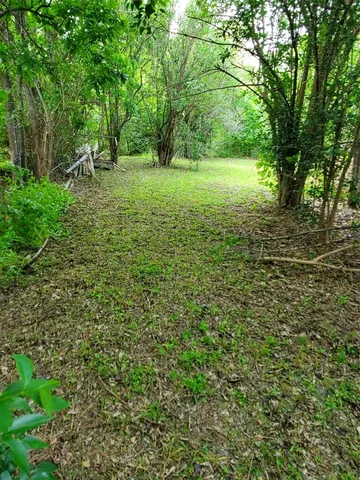 a view of a lush green space