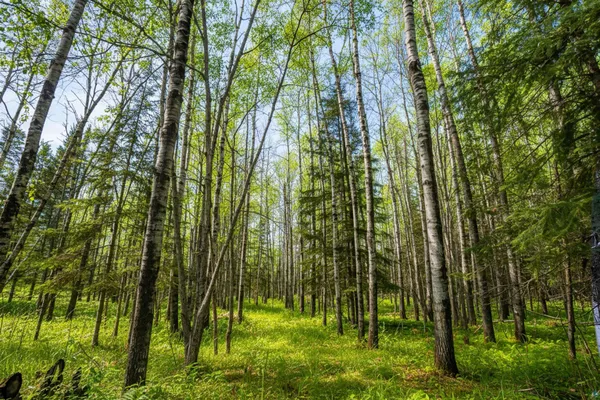 $224,900 | 0 Bass Lake Road, Gilbert, MN 55741