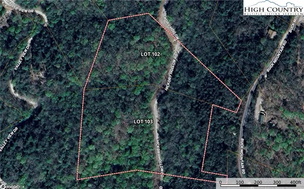 a view of a tree in a forest