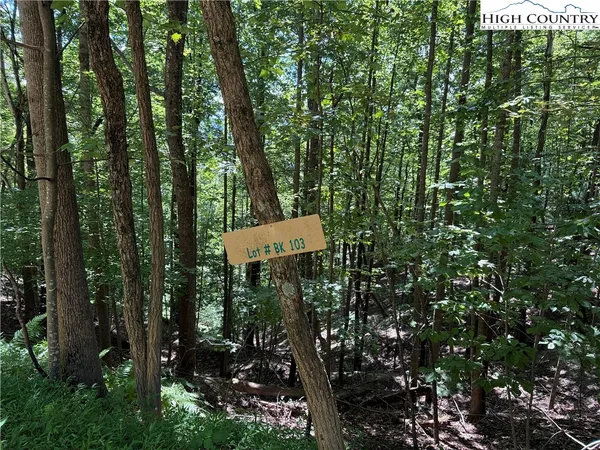 a view of a forest with trees