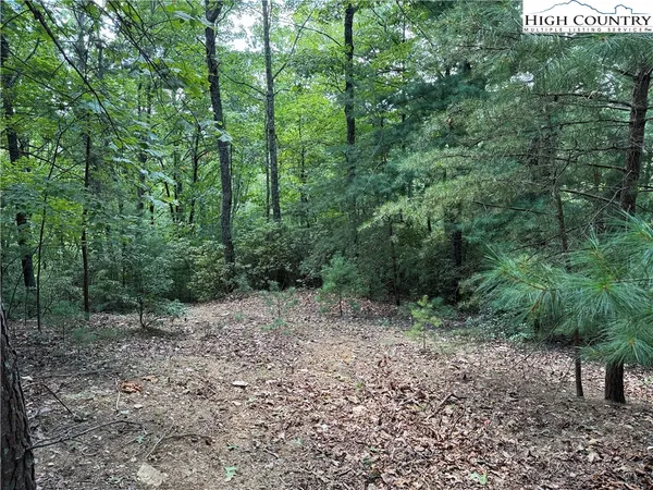 a view of a forest that has large trees