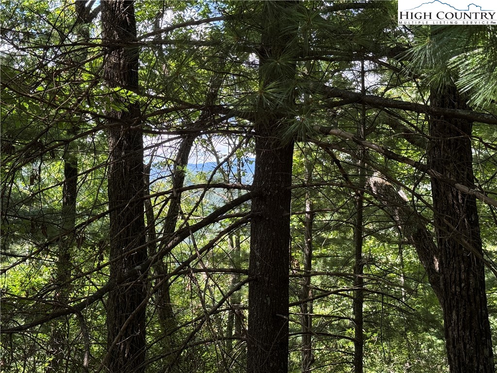 Lot 102-103 Hickory Hollow Road Purlear, NC 28665 - Photo 8 of 45 a picture of tree