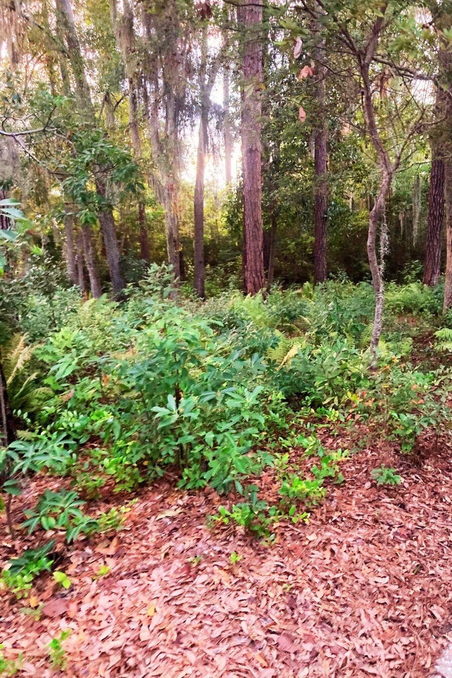 8 Wild Spartina Street Bluffton, SC 29910 - Photo 2 of 6 2) 66462-6959c41e9eedf