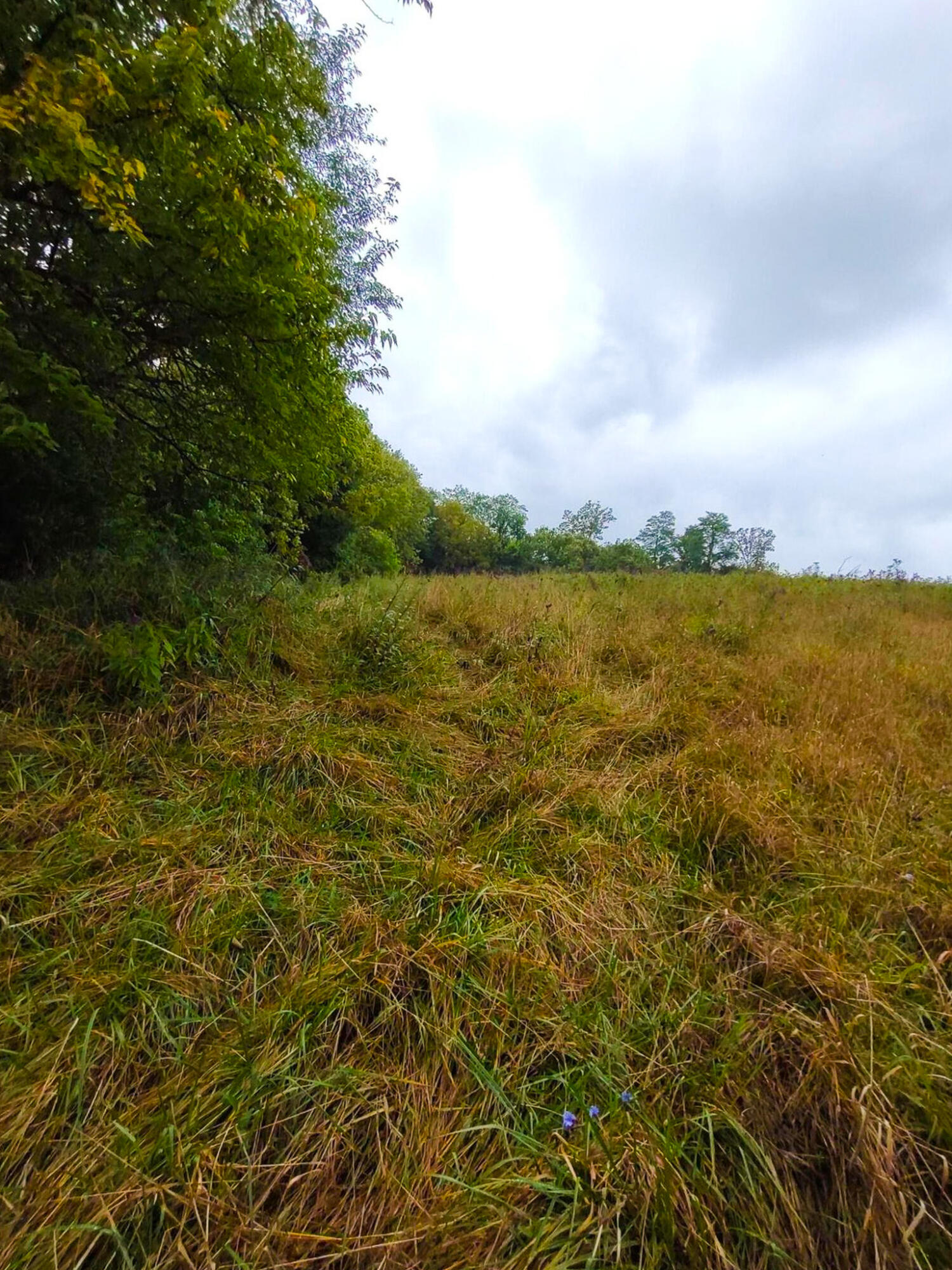0 Snake Rdg Spur Sharpsburg, KY 40374 - Photo 16 of 24 07-2