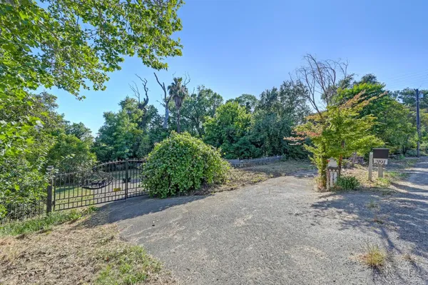 a view of a yard with plants and trees