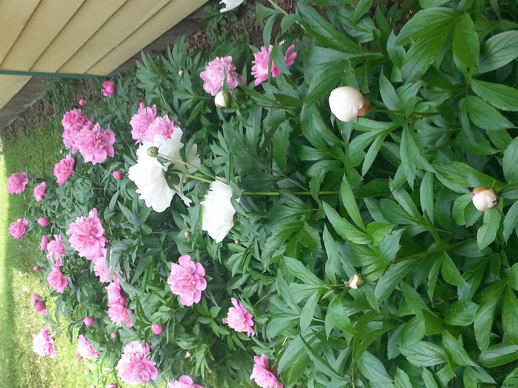 1091 Raymond Road Malta, NY 12020 - Photo 98 of 99 Pinkster in Spring