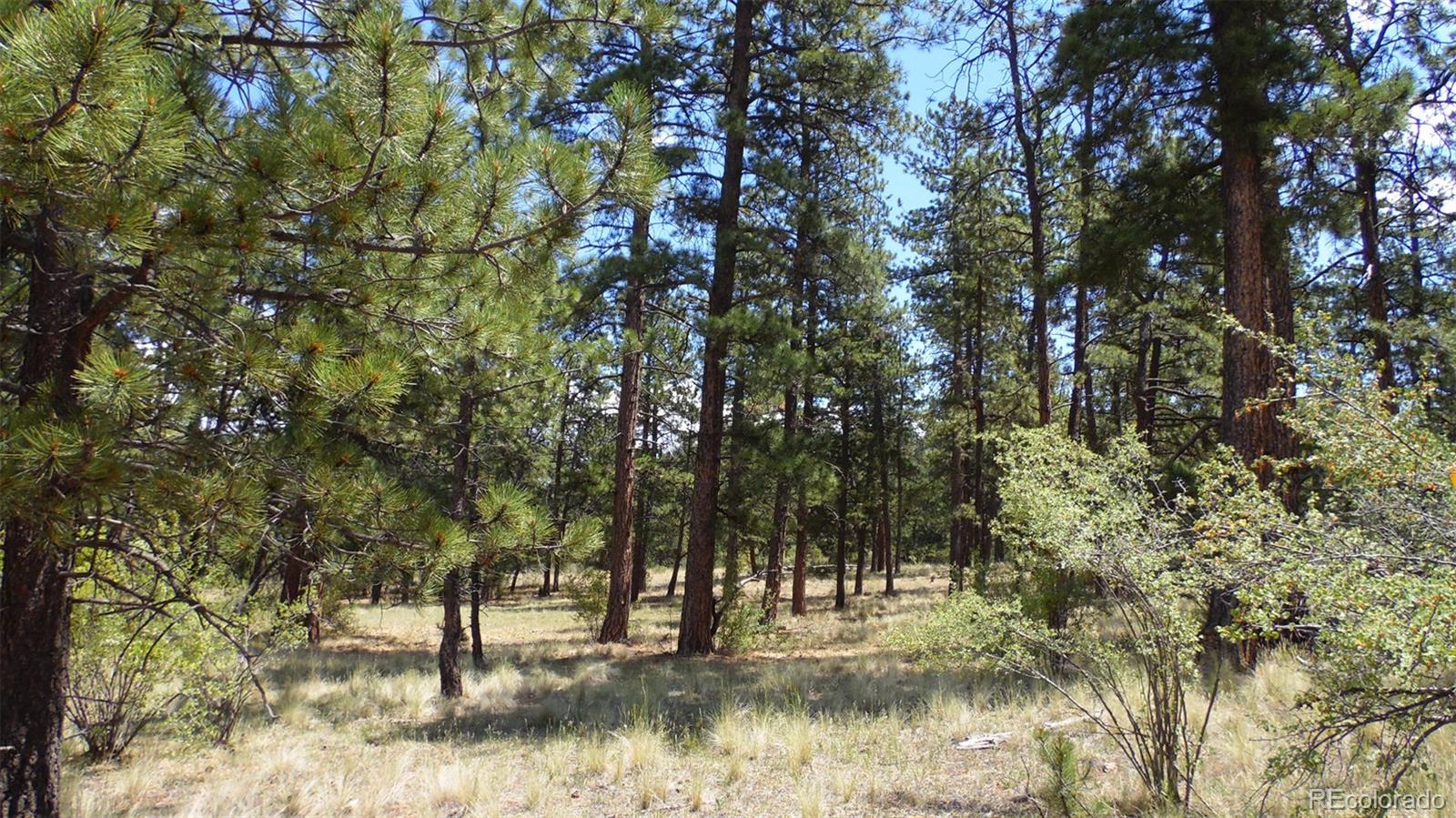 418 Langnis Road Guffey, CO 80820 - Photo 8 of 33 a view of lake