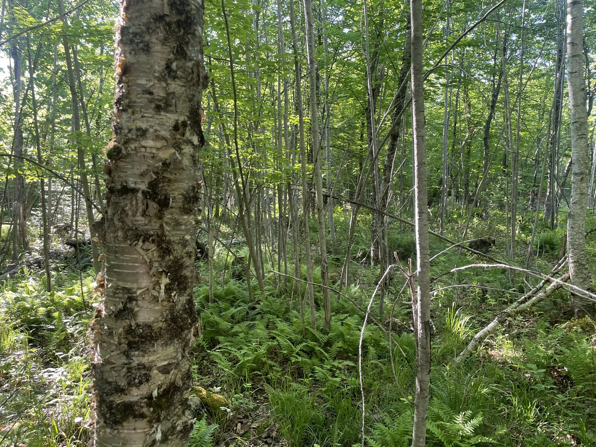 0 Macomber Road Readfield, ME 04355 - Photo 27 of 61 IMG_5662