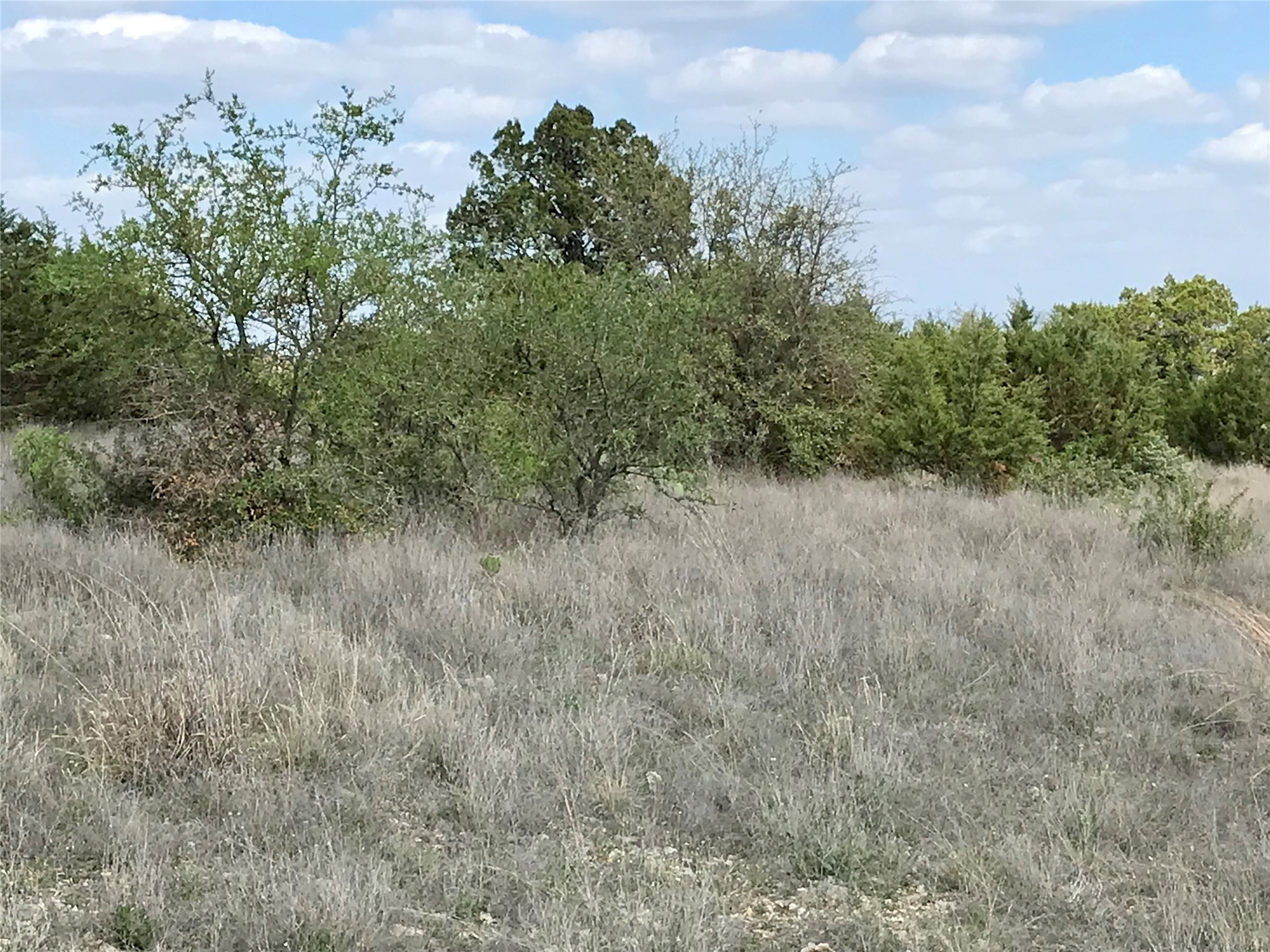 970 B Rr 32 San Marcos, TX 78666 - Photo 19 of 30 Native trees on the property.