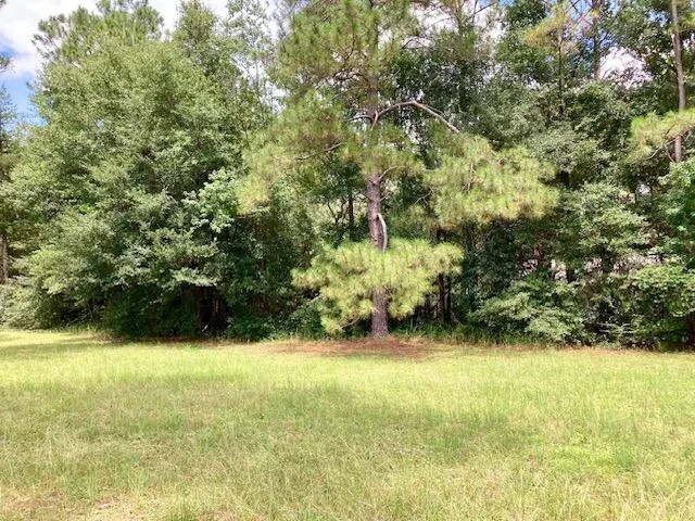 a view of a yard with plants
