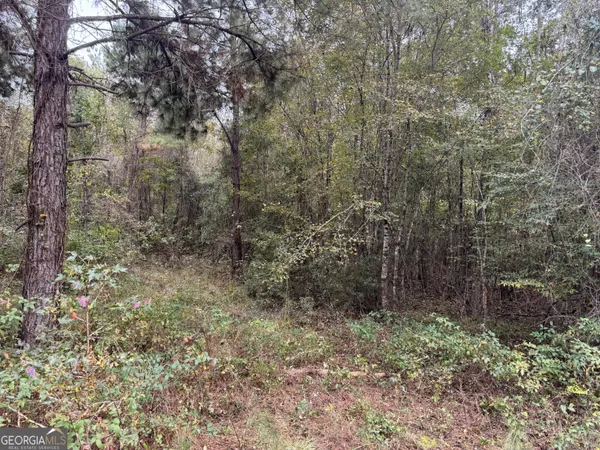 a view of a forest with trees in the background