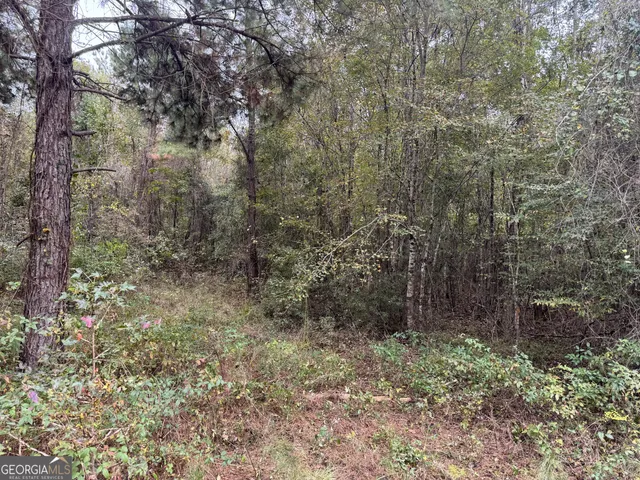 a view of a forest with trees in the background