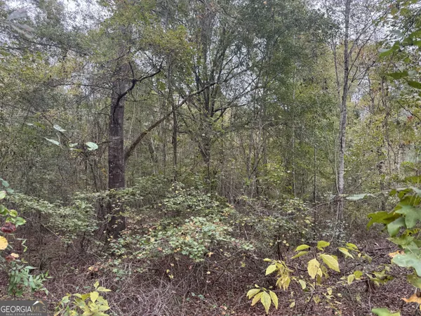 a view of a forest with large trees