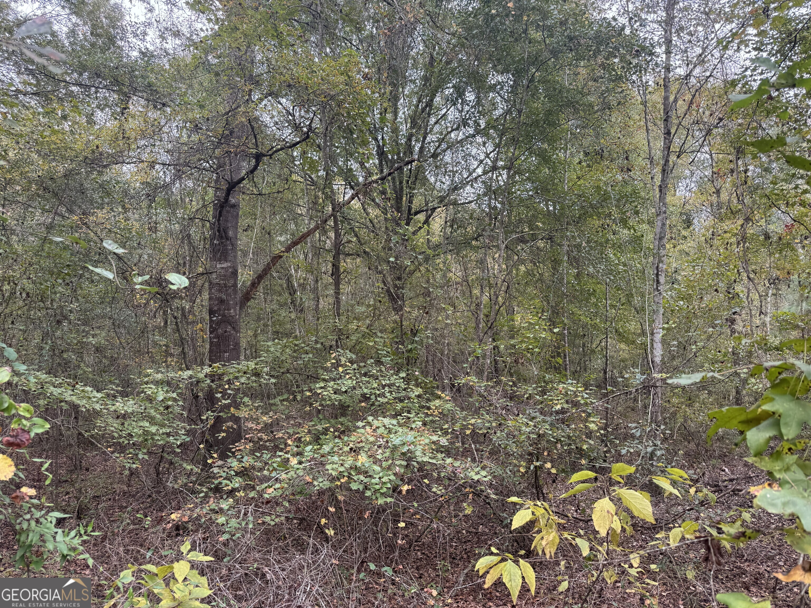 0 Sand Hammock Road Eastman, GA 31023 - Photo 3 of 4 a view of a forest with large trees