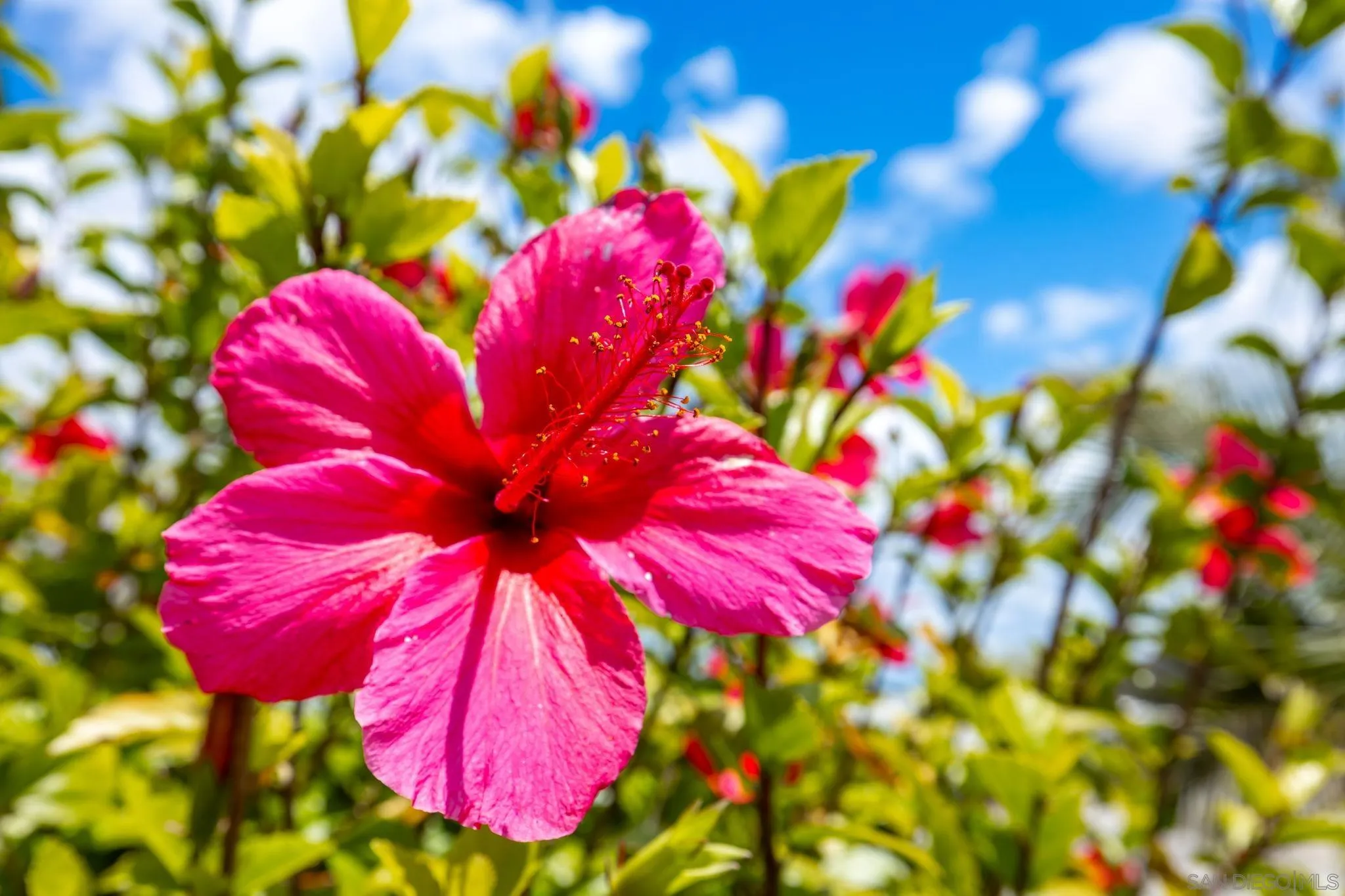 116 Havenview Lane Oceanside, CA 92056 - Photo 45 of 47 a view of a flower