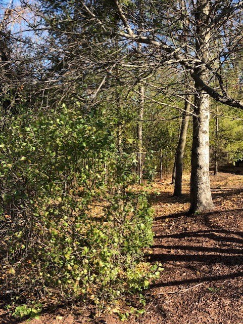 6503 Clarendon Hills Road Willowbrook, IL 60527 - Photo 3 of 3 a close up of a tree in a yard