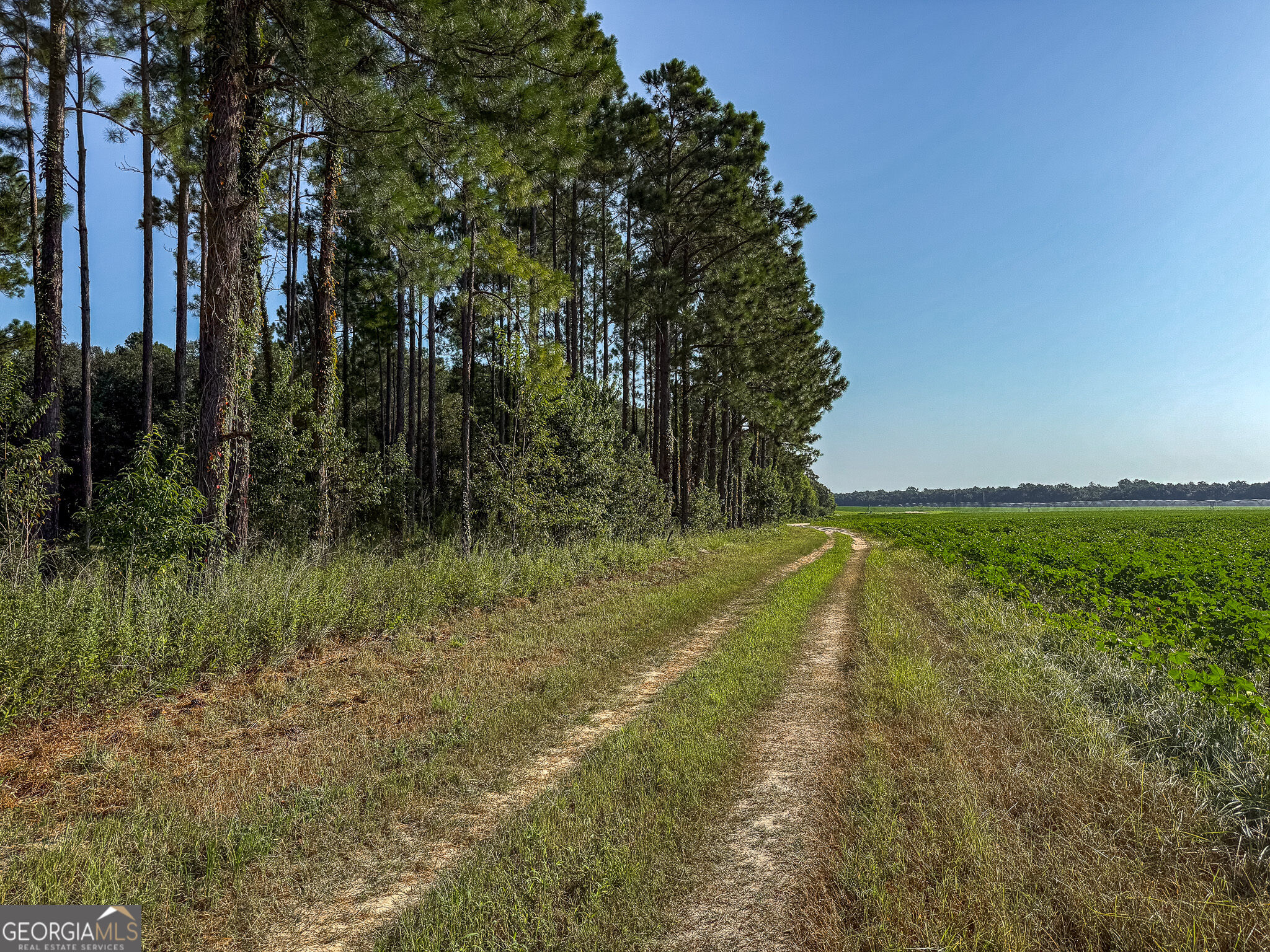 0 Pullen Road Damascus, GA 39841 - Photo 12 of 14 Gallery Image 12