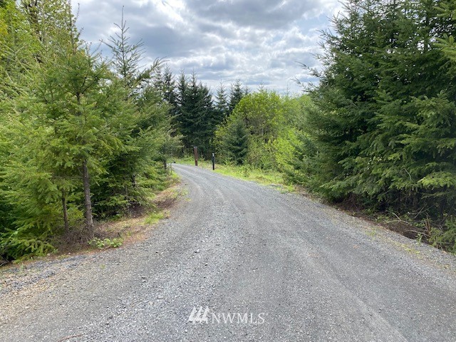 0 Buckhorn Road Winlock, WA 98596 - Photo 11 of 14 a view of a dirt road with plants and large trees
