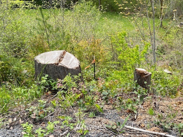 0 Buckhorn Road Winlock, WA 98596 - Photo 12 of 14 a view of a garden with a bench