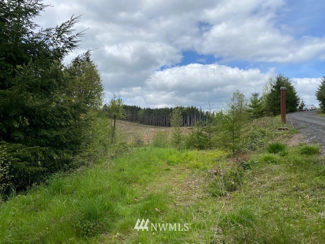 0 Buckhorn Road Winlock, WA 98596 - Photo 14 of 14 a view of a lush green forest with lots of trees