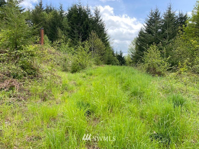 0 Buckhorn Road Winlock, WA 98596 - Photo 7 of 14 a view of a lush green space
