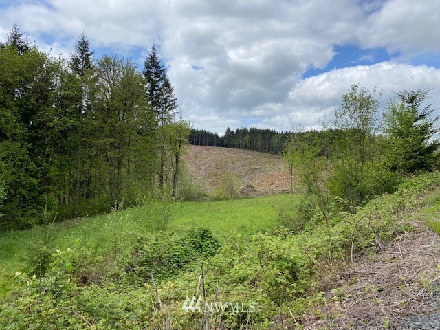 0 Buckhorn Road Winlock, WA 98596 - Photo 9 of 14 a view of a garden with an tree and a bench