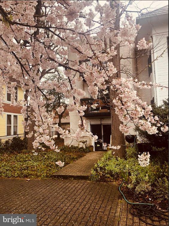 1801 Park Road Northwest, Unit 1 Washington, DC 20010 - Photo 14 of 25 Stunning Cherry Blossoms!