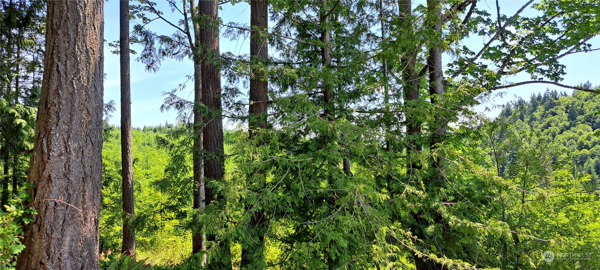 0 Loop Road Centralia, WA 98531 - Photo 4 of 7