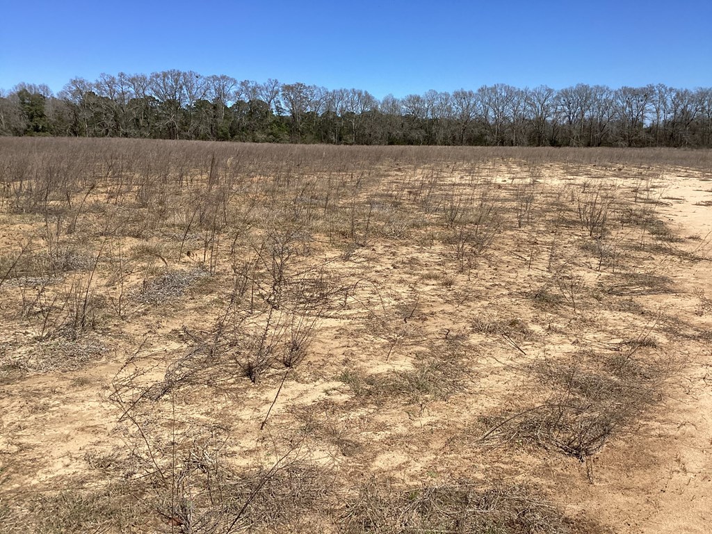 0 Benton Store Road Columbia, AL 36319 - Photo 20 of 24