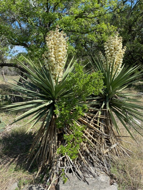 1365 Pedernales Hills Road Johnson City, TX 78636 - Photo 11 of 31 a picture of a tree