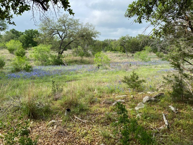 1365 Pedernales Hills Road Johnson City, TX 78636 - Photo 7 of 31 a view of a lush green forest with large trees