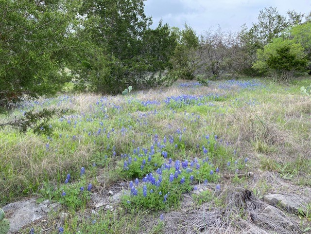 1365 Pedernales Hills Road Johnson City, TX 78636 - Photo 8 of 31 a view of a yard with large trees