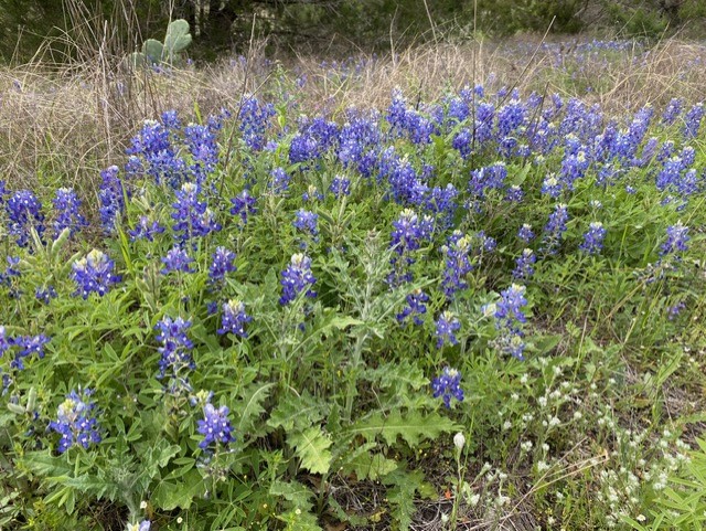 1365 Pedernales Hills Road Johnson City, TX 78636 - Photo 9 of 31 a view of a flower in a garden