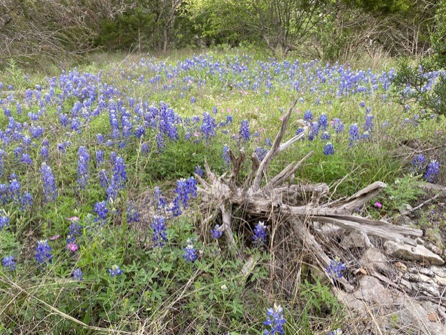 1365 Pedernales Hills Road Johnson City, TX 78636 - Photo 10 of 31 a picture of flowers