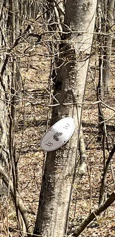 a view of a backyard with large trees