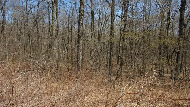 a view of outdoor space with trees