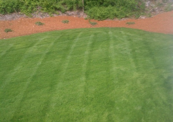 280 River St Extension Billerica, MA 01821 - Photo 23 of 23 a view of a yard with a tree