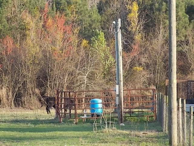 0 West Raysor Street St. George, SC 29477 - Photo 3 of 8 well & 200 amp pannel