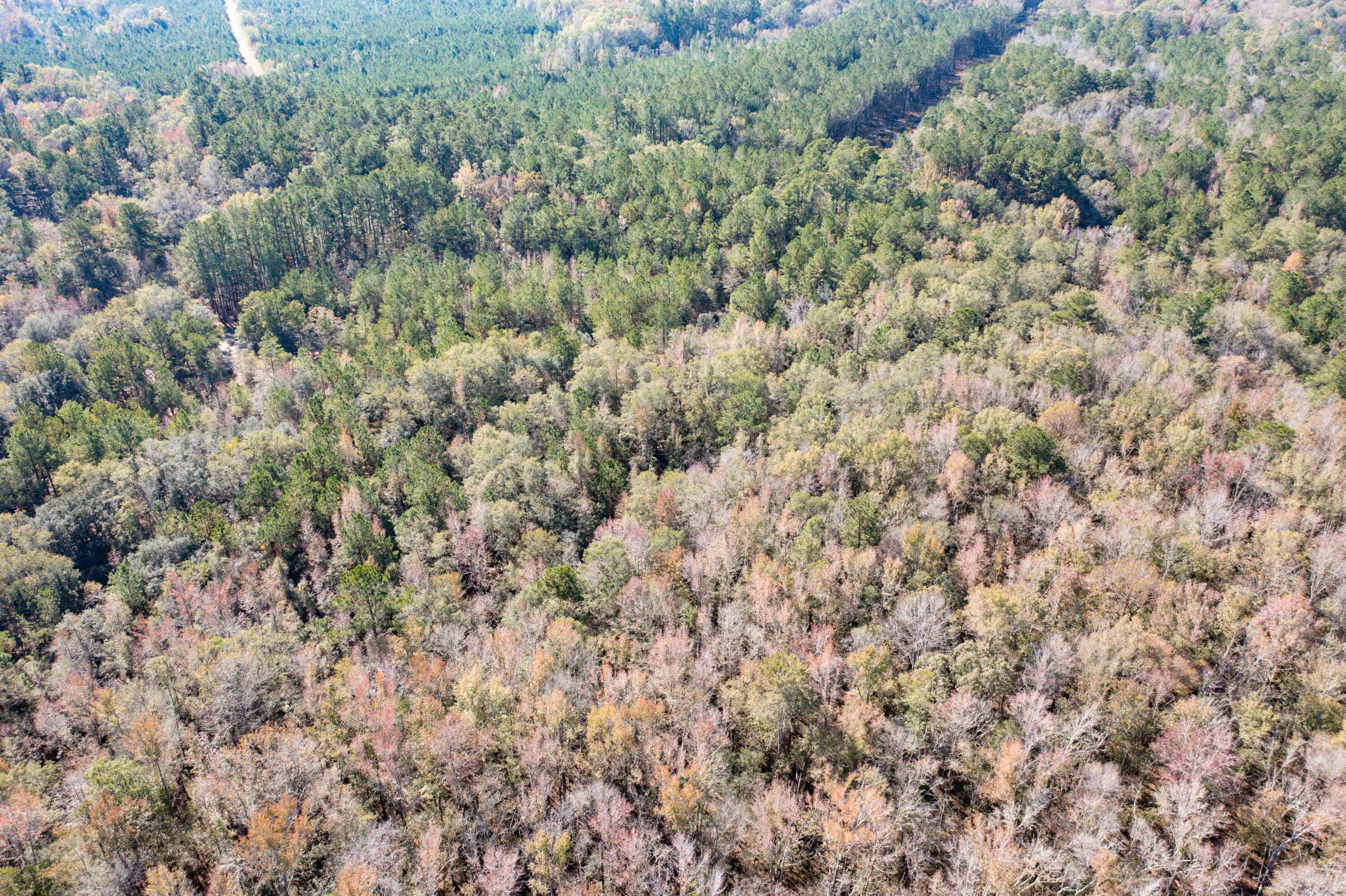 1 Dennis Britt Road St. George, SC 29477 - Photo 21 of 24 DJI_0206