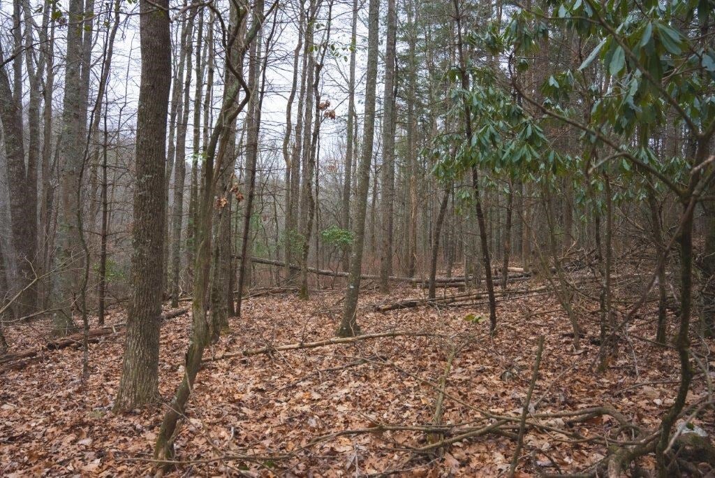 Tbd Long Mountain Road Southwest Willis, VA 24380 - Photo 39 of 66 Gallery Image 39