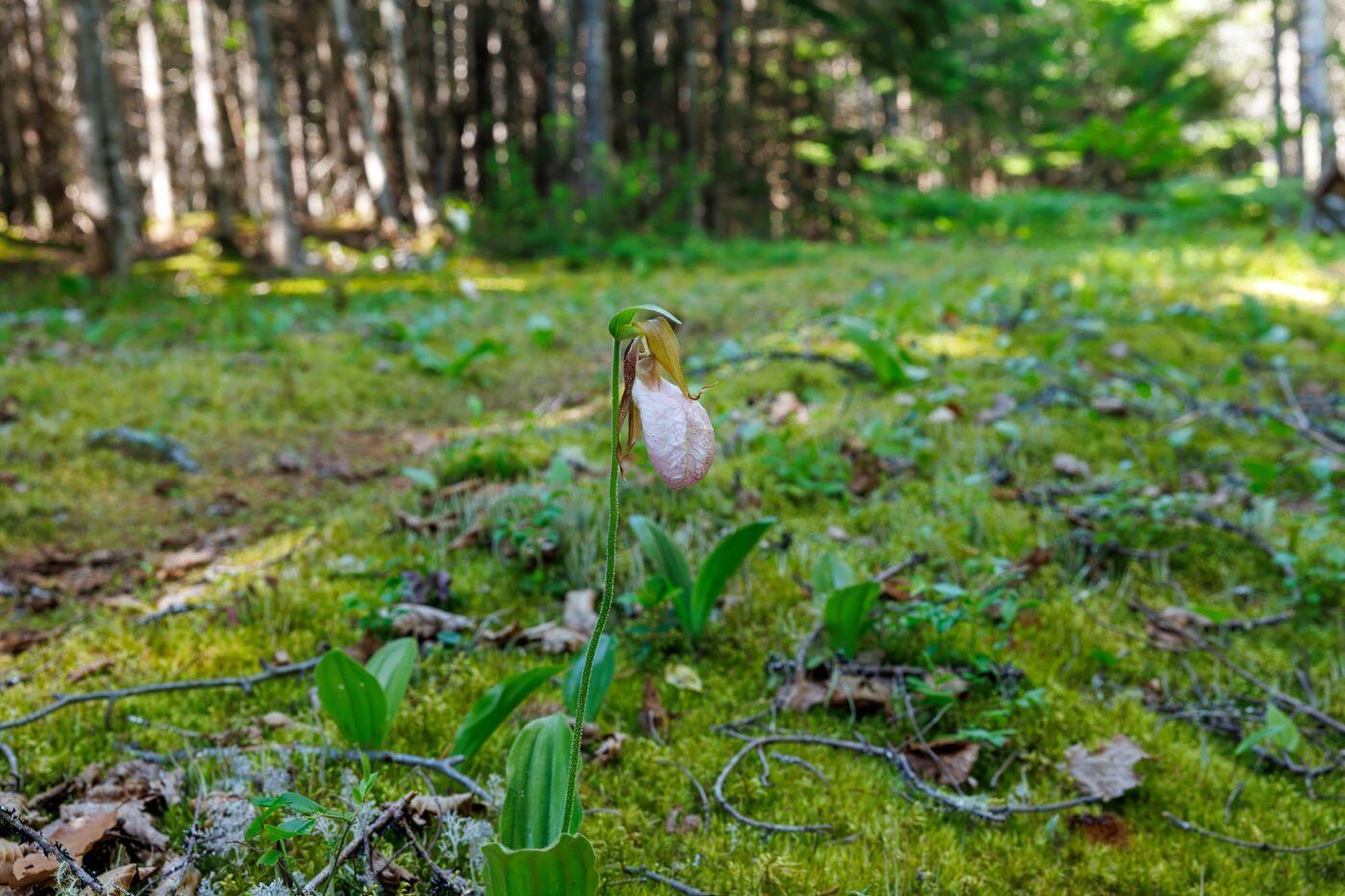 159 Devereaux Road Perry, ME 04667 - Photo 53 of 60 W56-ME2270-52BlueberryPoint
