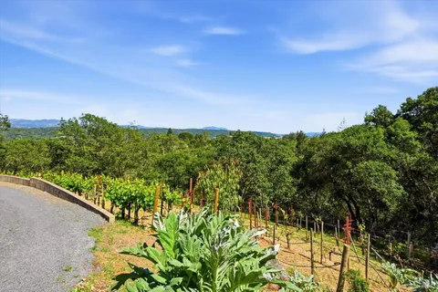 a view of a yard with plants