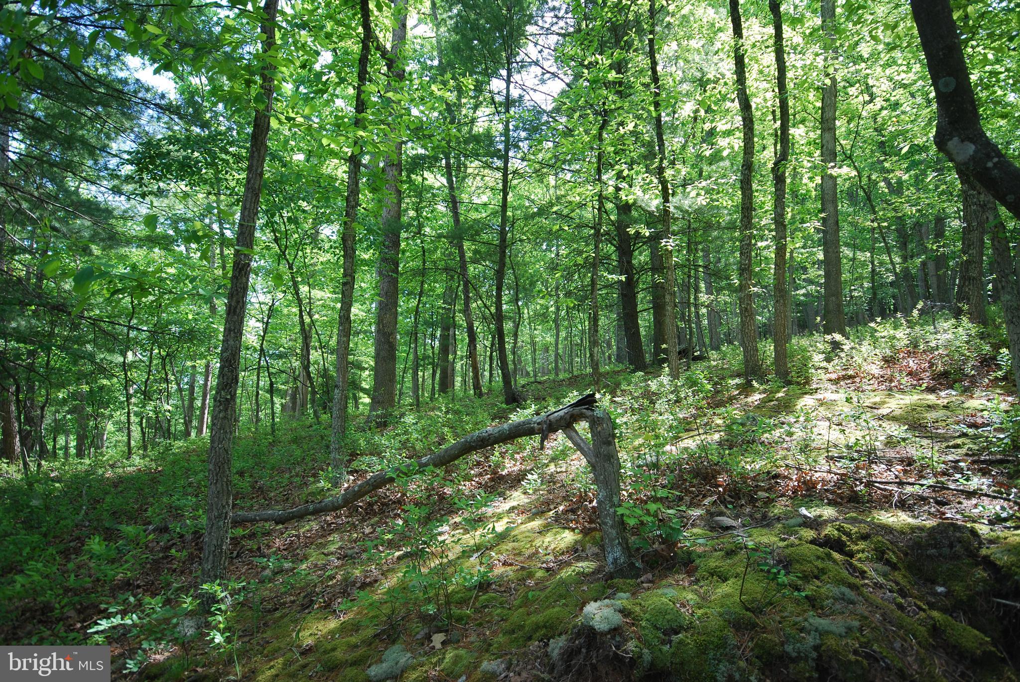 Lot 70-71 Mill Mountain Road Romney, WV 26757 - Photo 12 of 52