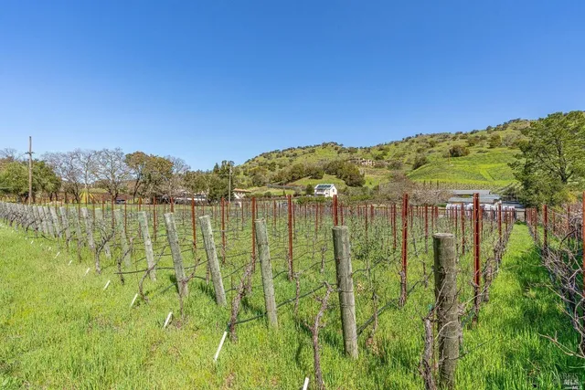 a view of a yard with plants and large trees