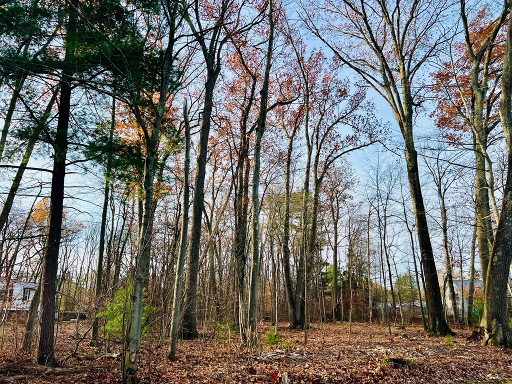 a backyard of a house with lots of trees