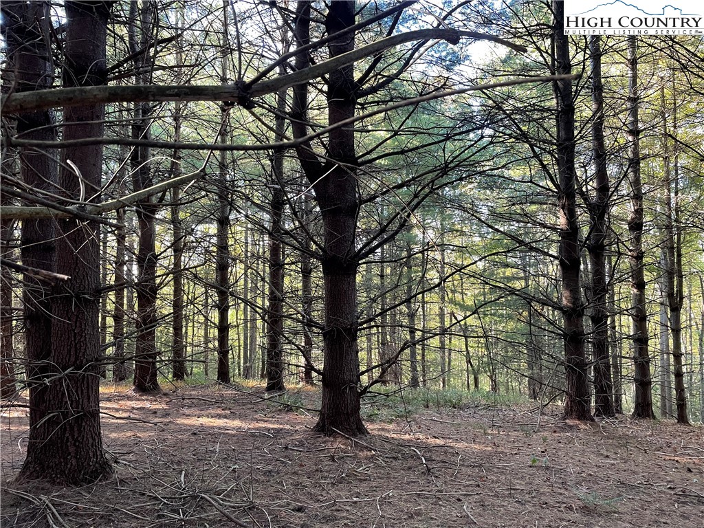Tom Absher Road Scottville, NC 28672 - Photo 5 of 14 a big tree in middle of the forest