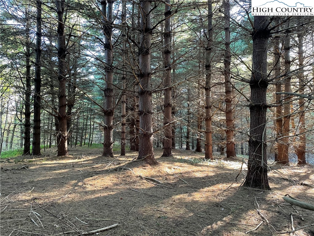 Tom Absher Road Scottville, NC 28672 - Photo 6 of 14 a view of a yard with a tree
