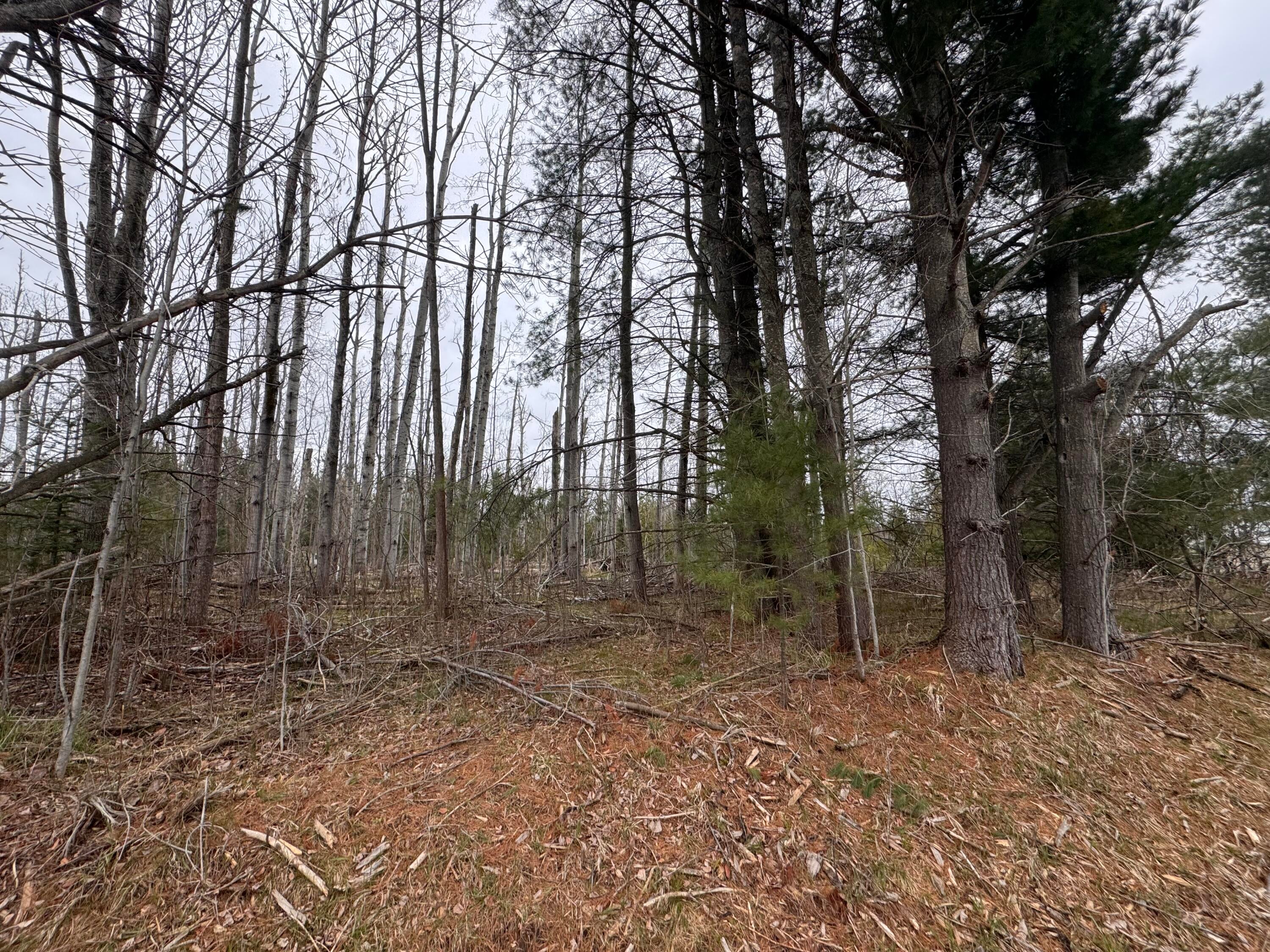 6809 Needles Road Indian River, MI 49749 - Photo 6 of 7 IMG_6508
