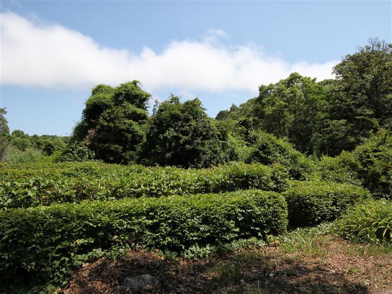 84 Old Dock Road Falmouth, MA 02540 - Photo 18 of 19 a view of a garden