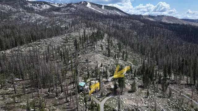 a view of a park with large trees